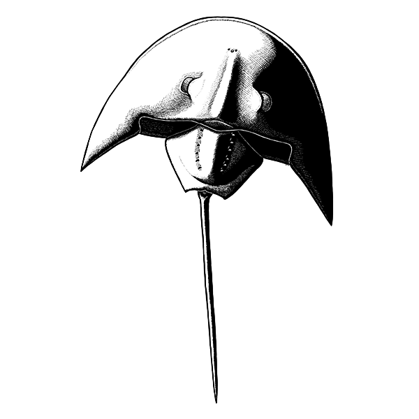 A black-and-white ink illustration of an extinct horseshoe crab. It has a wide shield-like head with backwards-projecting spikes at the sides, vaguely reminiscent of the shape of Darth Vader's helmet.