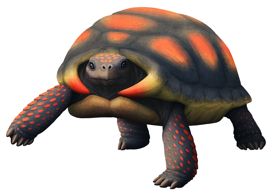 An illustration of an extinct turtle. It resembles a tortoise, with a domes shell and strong legs, but it also has a pair of large forward-facing spikes at the front of its shell on each side of its neck.