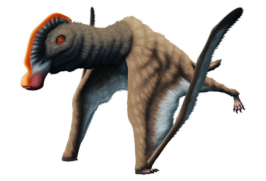 An illustration of an extinct pterosaur. The tip of its beak is oddly bulldog-like, with protruding teeth and drooping "lips". It also has a long low crest along the top of its head, and a coat of fluffy fur over its body.