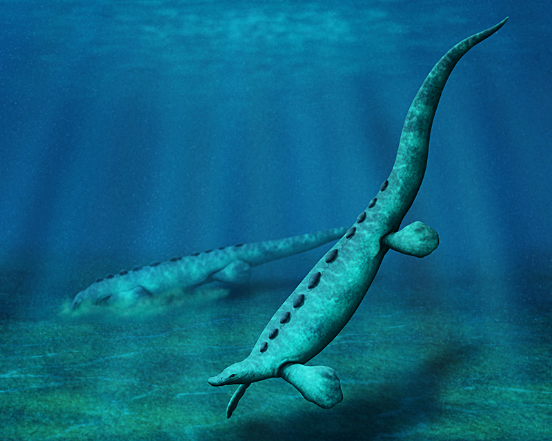 An illustration of a pair of extinct marine reptiles, swimming in shallow sea water. They have tiny heads with duckbill-shaped snouts, long barrel-shaped bodies, flipper-like limbs, and and long flexible tails. One is digging around in the seabed with its snout.