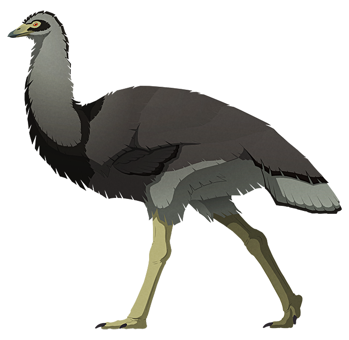A stylized illustration of an extinct flightless bird. It resembles an emu.