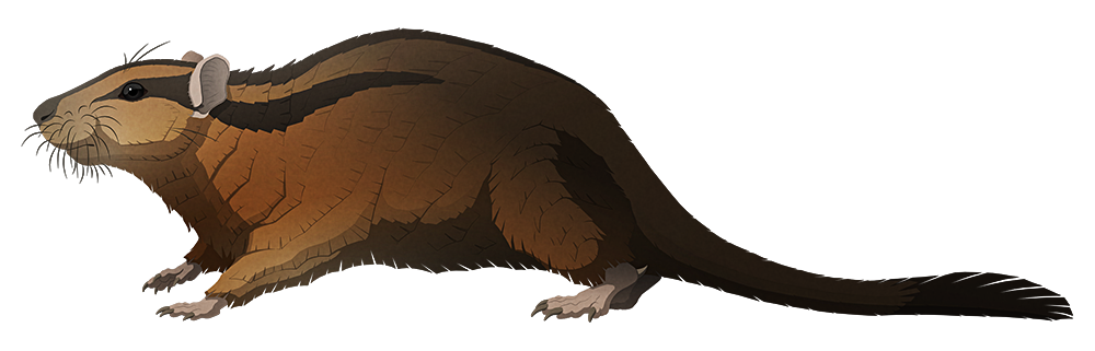 A stylized illustration of an extinct rodent-like mammal. It somewhat resembles a gerbil, but with sharp spurs on its ankles.