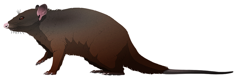 A stylized illustration of an extinct marsupial-like mammal. It resembles a large opossum.