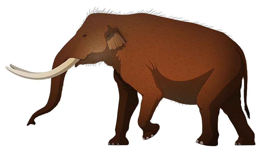 A stylized illustration of an extinct dwarf elephant. It has long curving tusks and small ears.