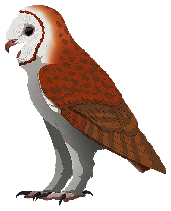 A stylized illustration of a large extinct barn owl.