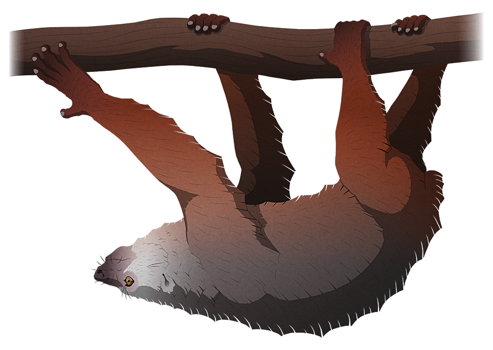 A stylized illustration of an extinct sloth-like lemur. It's hanging upside-down from a branch, holding on with long hooked fingers and toes.
