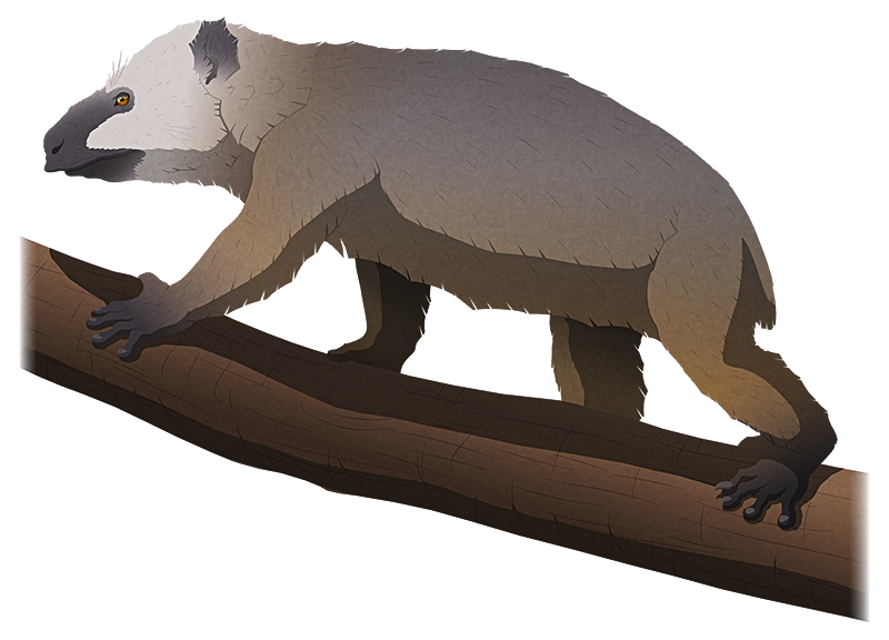 A stylized illustration of an extinct koala-like lemur. It has a somewhat cow-like head, with a pointed upper lip like a black rhino.