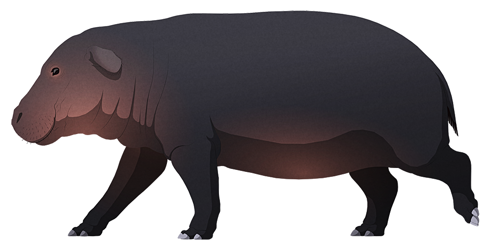 A stylized illustration of an extinct dwarf hippo. It has eyes lower down on its head than other hippos, and speculative large floppy ears.