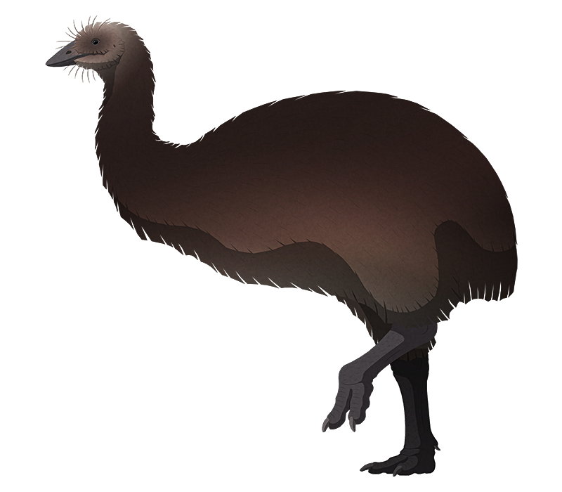 A stylized illustration of an extinct giant flightless bird. It has a small head with a chunky triangular beak, tiny eyes, a long neck, no visible wings, and stout legs.