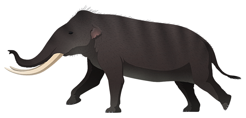 A stylized illustration of an extinct dwarf elephant. It has curved tusks, small ears, and very proportionaly short stumpy legs.