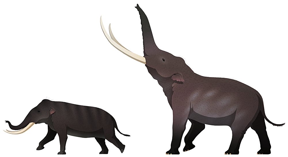 A stylized illustration of two extinct dwarf elephants. One is smaller, with proportionally short legs, and the other is larger with proportions more like a normal elephant. They both have curving tusks and small ears.