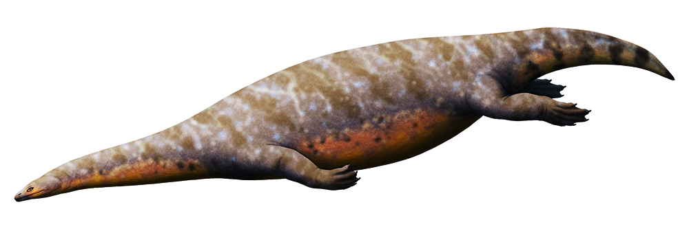 An illustration of an extinct marine reptile. It has a small head, a long neck, stout lizard-like limbs with webbed toes, and a fat chunky body.