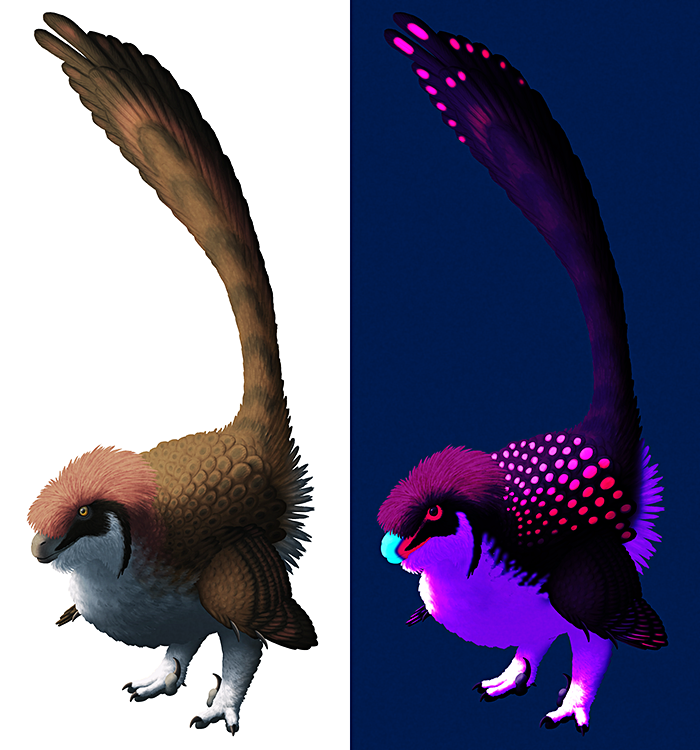 An illustration of a feathery Velociraptor, showing both normal plumage and a speculative ultraviolet-glowing version.