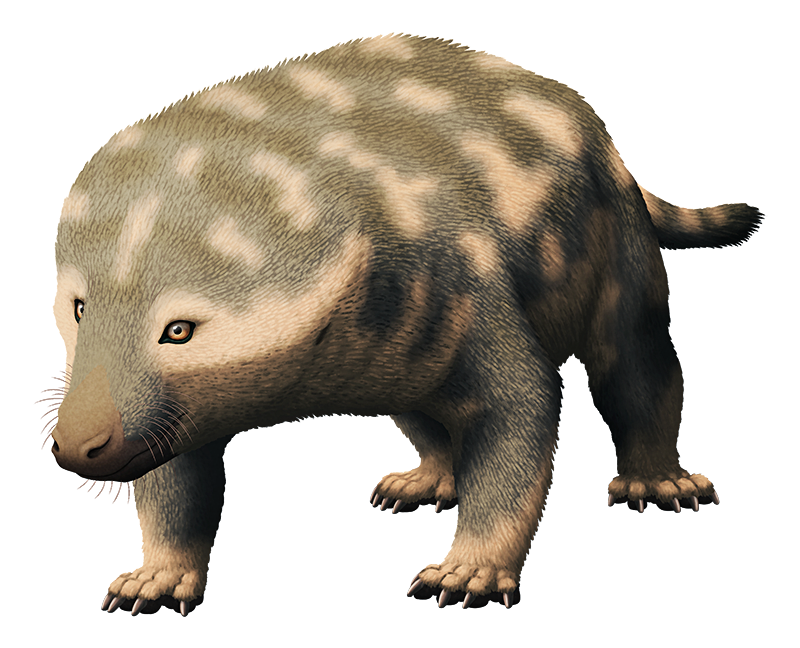 An illistration of an extinct mammal-relative. It has a narrow snout and very wide cheekbones, a stocky body, and semi-sprawling limbs.