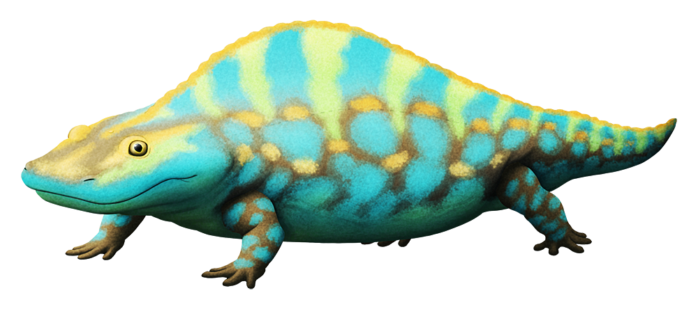 An illustration of an extinct amphibian. It's shpaed vaguely like a chunky salamander, with a wide blunt snout and a sailback-like ridge along its back.