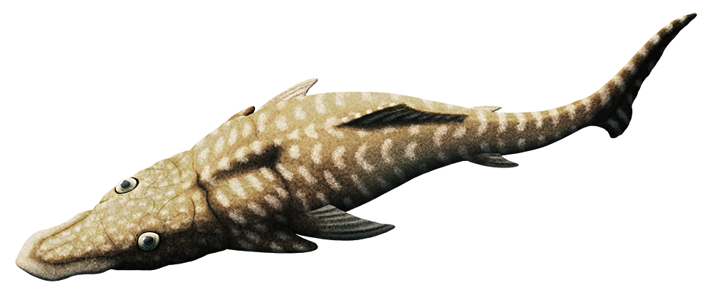 An illustration of an extinct fish. It has a bony-armored head with a long wide duckbill-like snout.