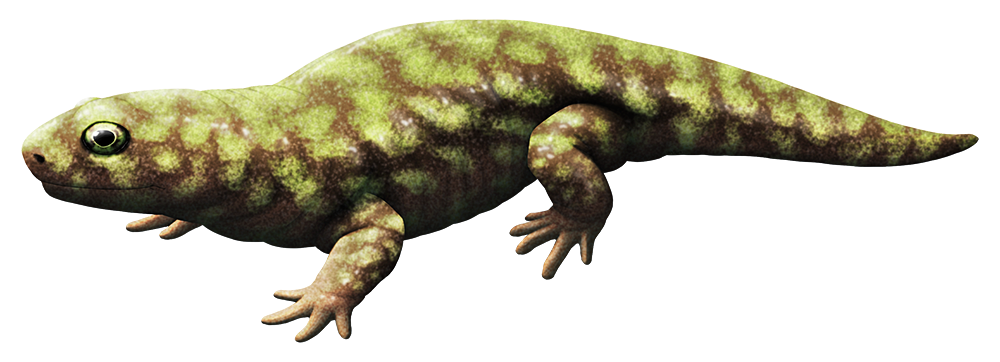 An illustration of an extinct salamander-like animal. It has a short blunt snout, chunky limbs, and a rotund body.