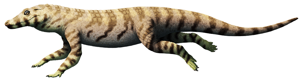 An illustration of an extinct crocodile-like animal. It has a short snout and long slender upright limbs.