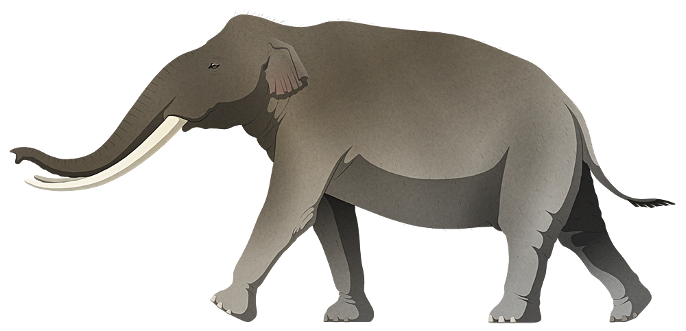 A stylized illustration of an extinct dwarf elephant. It has long curving tusks and small ears.