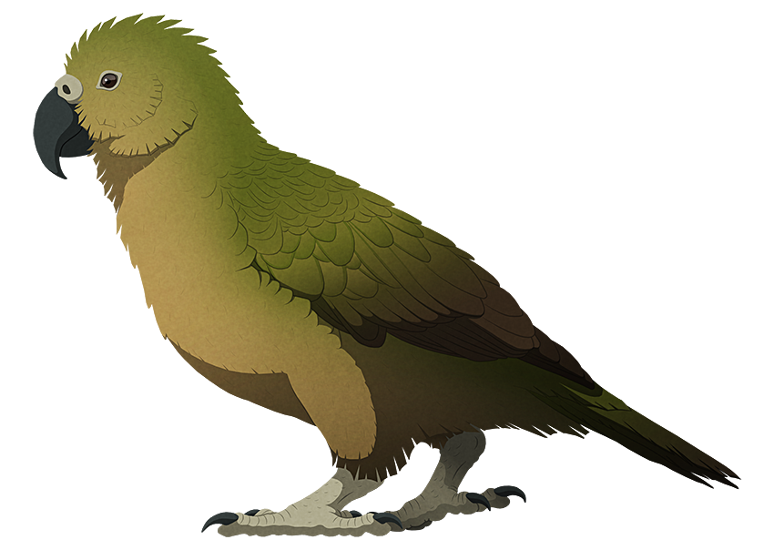 A stylized illustration of an extinct giant parrot. It has a large hooked beak, small wings, and chunky legs.