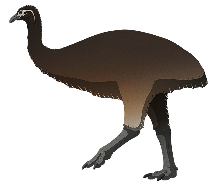 A stylized illustration of an extinct giant flightless bird. It has a tiny head with a downward-curving beak, a long neck, no wings at all, and long chunky legs.