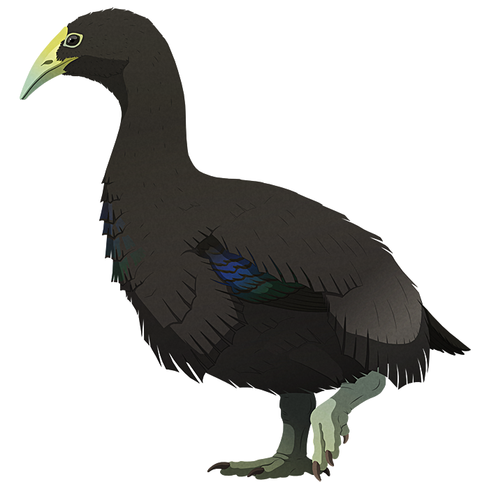 A stylized illustration of an extinct flightless bird. It has a triangular downward curving beak, a long neck, small wings, and short stout legs.