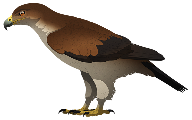 haast eagle