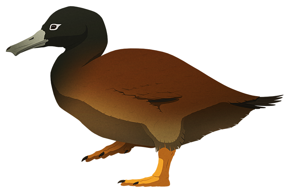 A stylized illustration of an extinct flightless duck. It has a very wide squared-off beak, tiny eyes, tiny wings, and short stout legs.