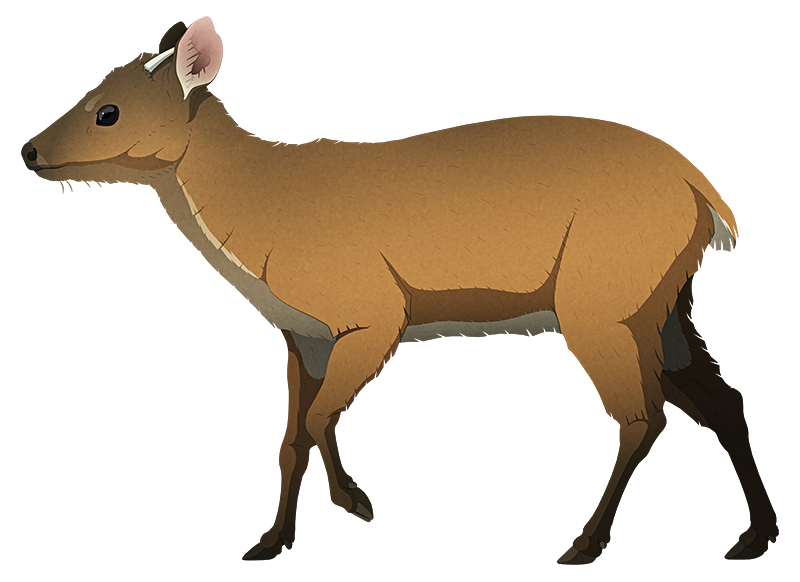 A stylized illustration of an extinct dwarf deer. It has small pointed antlers.