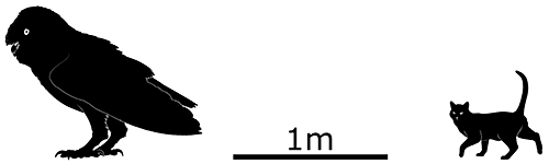 [CTC10] Hobbits of the Caribbean 15-tyto-pollens-scale