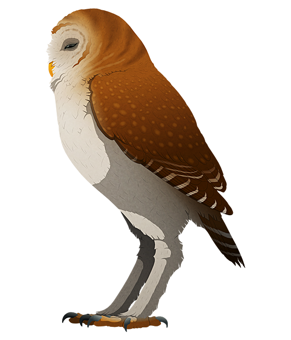 A stylized illustration of an extinct giant owl. It has proportionally short wings and long stilt-like legs.