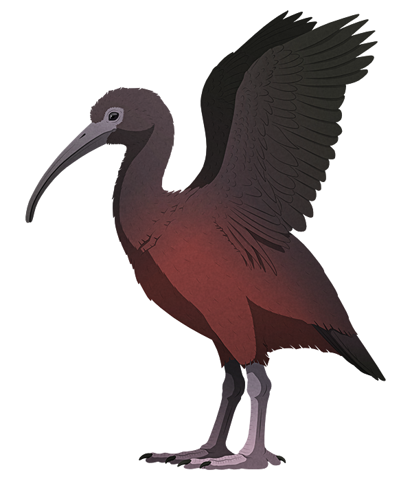 A stylized illustration of an extinct flightless ibis. It has stout legs, and has its wings raised as if threatening to hit something with its heavy club-like arm bones.