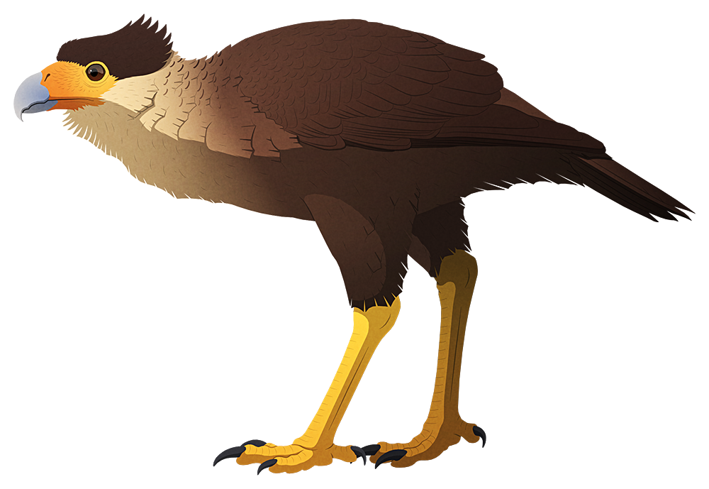 A stylized illustration of an extinct flightless caracara bird. It has a hooked beak, small wings, and very long legs.