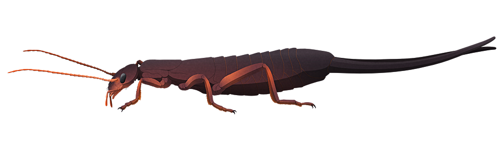 A stylized illustration of an extinct giant earwig. It has no wings and very large pincers, almost two-thirds the length of the rest of its body.