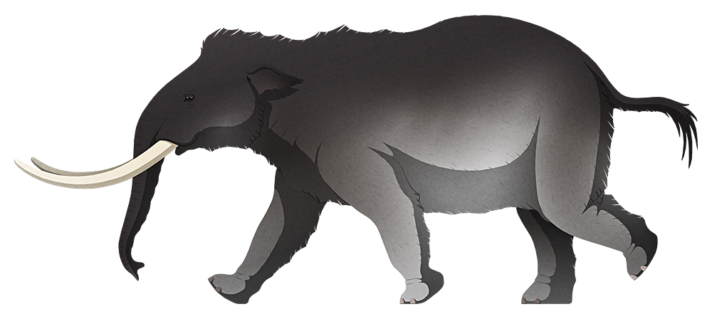 A stylized illustration of an extinct dwarf elephant. It has long thin tusks and tiny ears, and its body shape resembles a chubby baby elephant.