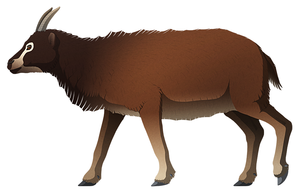 A stylized illustration of an extinct goat-like sheep. It has a short snout, oddly forward-facing eyes, short pointed horns, and a chunky body.