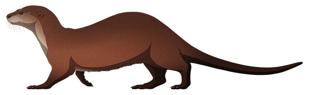 A stylized illustration of an extinct giant otter. It has a very long flattened tail.