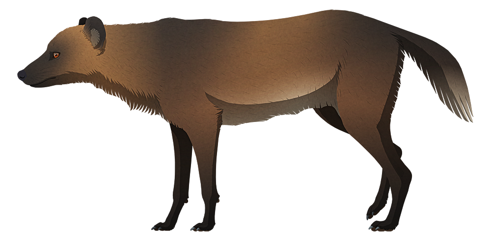 A stylized illustration of an extinct canid. It has rounded ears and long slender legs.