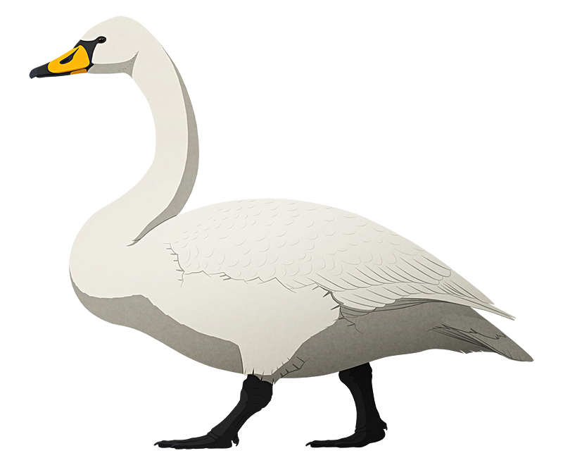 A stylized illustration of an extinct giant swan. It resembles a scaled-up whopper swan, with slightly shorter wings and stubbier legs.