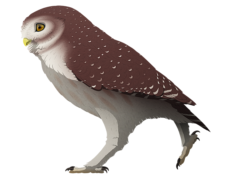 A stylized illustration of an extinct giant little owl. It has longer legs than its modern relatives, almost resembling a large burrowing owl.