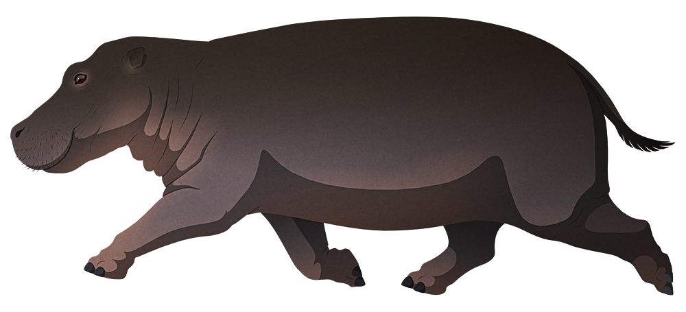 A stylized illustration of an extinct pygmy hippo. Its eyes and ears are lower on its head than its more aquatic modern relatives, and it has slightly longer legs with strong hooves.
