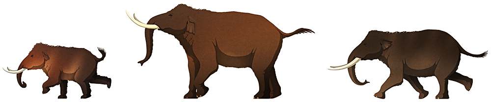 A stylized illustration of three extinct dwarf elephants. The first is a pygmy mammoth, which resembles a tusked tiny-eared hairy baby elephant. The second elephant is almost twice the size of the mammoth, with curved tusks and smalle ars. The third elephant is intermediate in size compared to the other two.