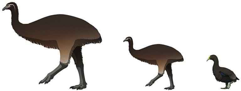 dinornis – Nix Illustration