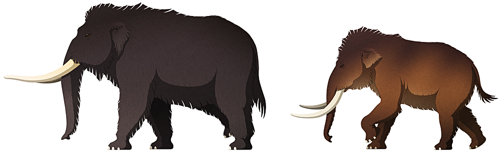 A stylized illustration of two extinct darf elephants. The larger of the two has long woolly-mammoth-like twisting tusks, but isn't actually a mammoth. The smaller one actually is a mammoth, but has tusks more like a modern elephant.