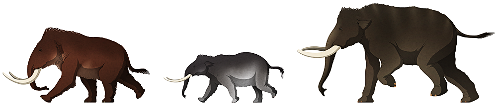 A stylized illustration of three extinct dwarf elephants. The first is a pygmy mammoth with tightly-curved tusks, small ears, and a coat of thick hair. The second elephant is much smaller, with long thin tusks and a body shape like a baby modern elephant. The third elephant is the largest of the three, with short thick twisting tusks.