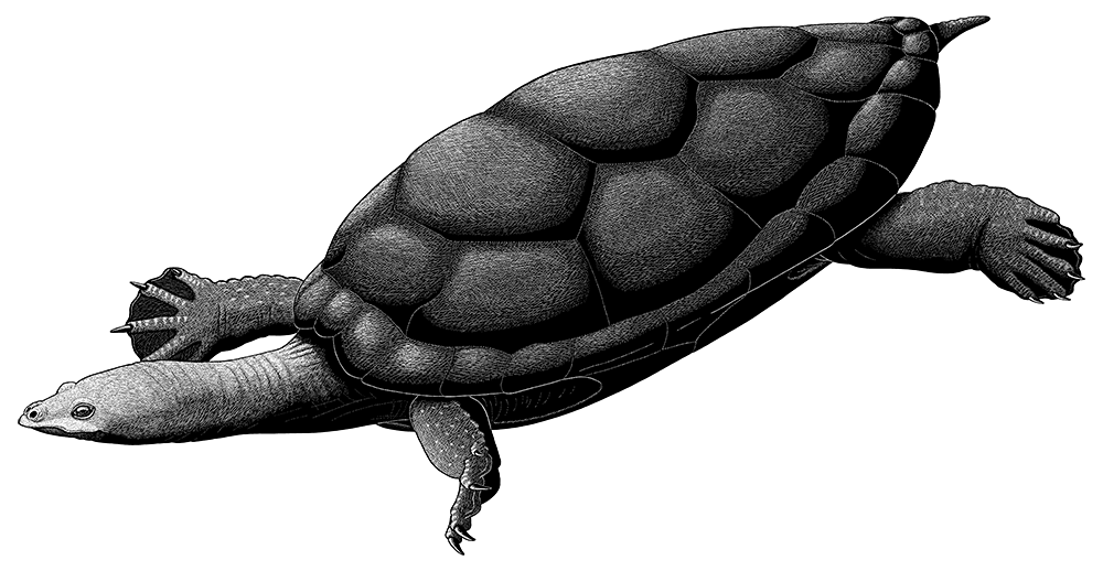 A black-and-white ink illustration of an extinct turtle. It has an unusually elongated and narrow triangular snout, a long neck, and webbed feet.
