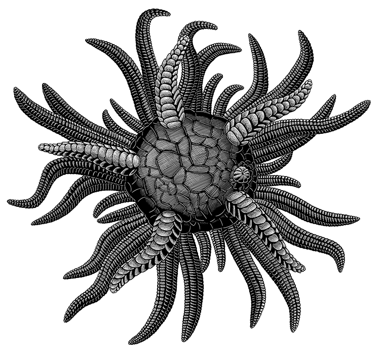 A black-and-white ink illustration of an extinct echinoderm. It resembles a sea urchin, but with many starfish-like arms around its outer edge.
