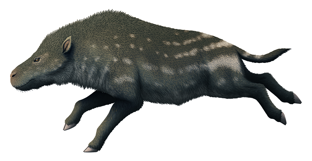 An illustration of an extinct entelodont, an omnivorous hoofed mammal. It has a hippo-like head and a body proportioned rather like a hyena, with high shoulders and long slender legs. It has cloven-hoofed feet and a short tail, and its body is covered in a coat of short bristly fur.