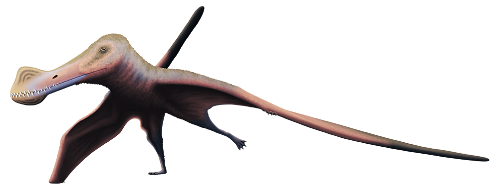 An illustration of an extinct pterosaur. It has rounded crests at the tips of its long toothy jaws, a short neck, a proportionally tiny torso, and long membranous wings. Its body is covered in a coat of short fluffy fur-like feathers.