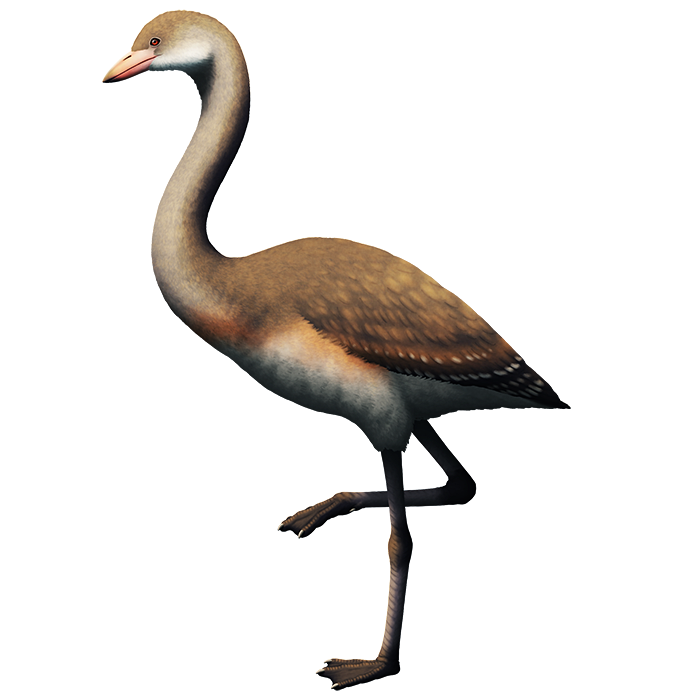 An illustration of an extinct bird related to flamingos. It has short pointed beak, a long thin neck, and longslender legs ending in webbed feet.
